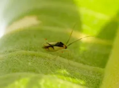 Hyaliodes vitripennis thumbnail 1