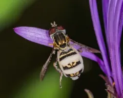 Entomophthora syrphi thumbnail 3