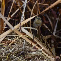 Nelson's Sparrow thumbnail 2