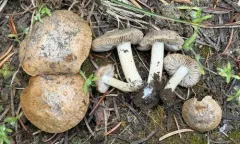 Inocybe candidipes thumbnail 3