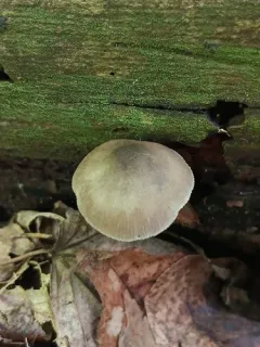 Pluteus saupei thumbnail 1