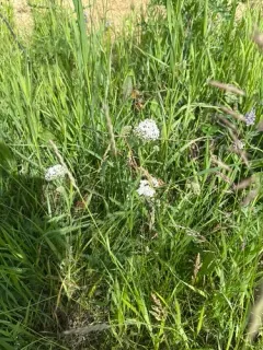 Boreal Yarrow thumbnail 4