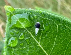 Scaphoideus incisus thumbnail 3
