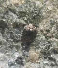 Cytilus alternatus thumbnail 4
