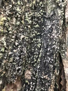 Nylander's Tile Lichen thumbnail 2