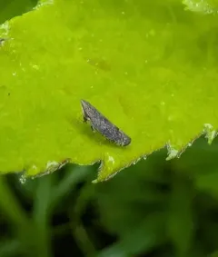 Sharp-nosed Leafhopper thumbnail 4