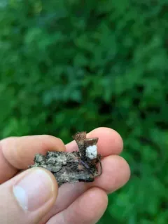 Trichoderma latizonatum thumbnail 4