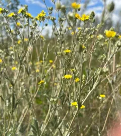 Branched Cinquefoil thumbnail 3