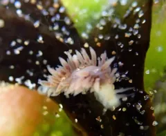 Feather Aeolid thumbnail 2