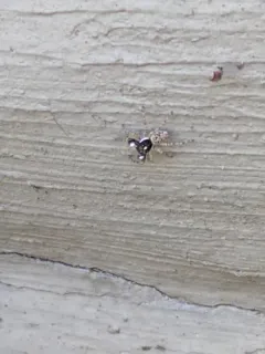 Half-edged Wall Jumping Spider thumbnail 3