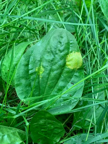 Peronospora alta