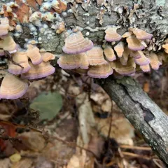 violet-toothed polypore thumbnail 5