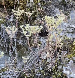 Leiberg stonecrop thumbnail 4