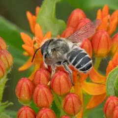 cranberry leafcutter bee thumbnail 3