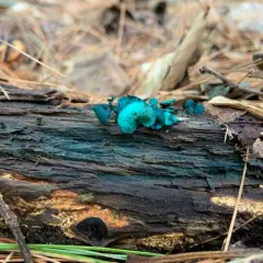 Green Wood Cup thumbnail 4