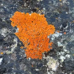 Elegant Sunburst Lichen thumbnail 3