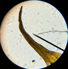 Roth's Andreaea Moss thumbnail 4