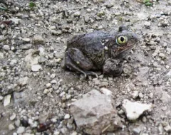 Plains Spadefoot thumbnail 4