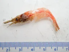 Plesionika longipes thumbnail 1