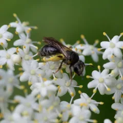 Allegheny Mining Bee thumbnail 4