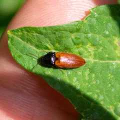 Ampedus sanguinipennis thumbnail 2
