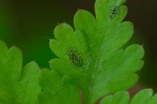 Coleroa robertiani