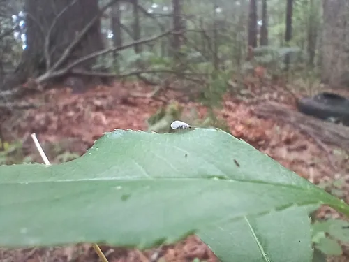 Coniopteryx maculithorax