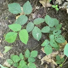 naked-flowered tick-trefoil thumbnail 1