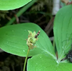Beautiful Sedge thumbnail 4
