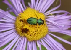 Anthaxia prasina thumbnail 1