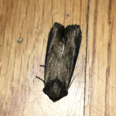 Iris Borer Moth thumbnail 2