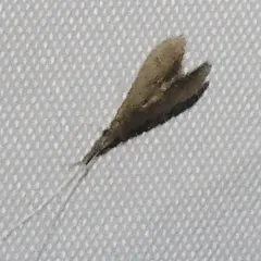 American Long-horned Caddisfly thumbnail 4