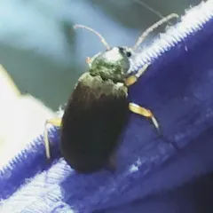 Green Pubescent Ground Beetle thumbnail 4