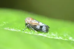 Oncopsis abietis thumbnail 4