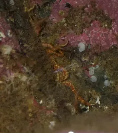 Daisy Brittle Star thumbnail 1