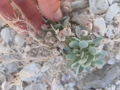 Double Bladderpod thumbnail 4