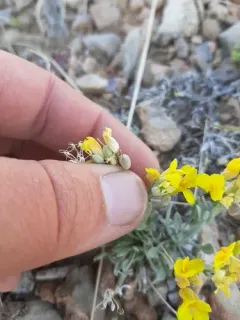 Physaria pachyphylla thumbnail 4