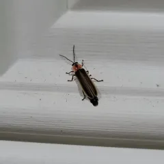 Ignited Firefly thumbnail 4