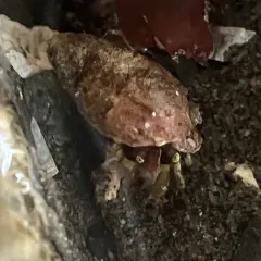 Bering Hermit Crab thumbnail 4