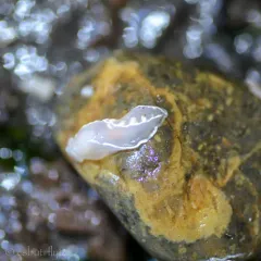 Festive Tritonid thumbnail 3