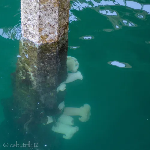 Giant Plumose Anemone