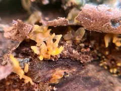 Calocera furcata thumbnail 4