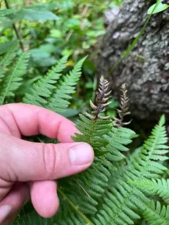 Chirosia pusillans thumbnail 1