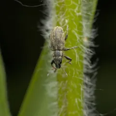 Sweetclover weevil thumbnail 4