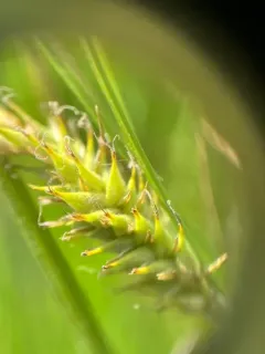 Sheldon's sedge thumbnail 3