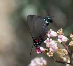 Great Purple Hairstreak thumbnail 4