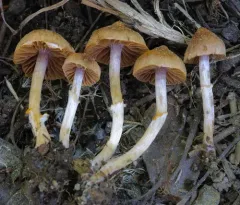 Cortinarius cistopulchripes thumbnail 2
