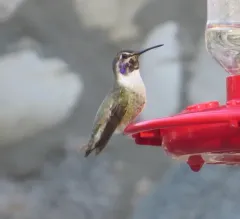 Costa's Hummingbird thumbnail 4