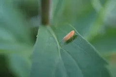 Haplaxius fulvus thumbnail 4