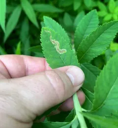 Agromyza valdorensis thumbnail 3
